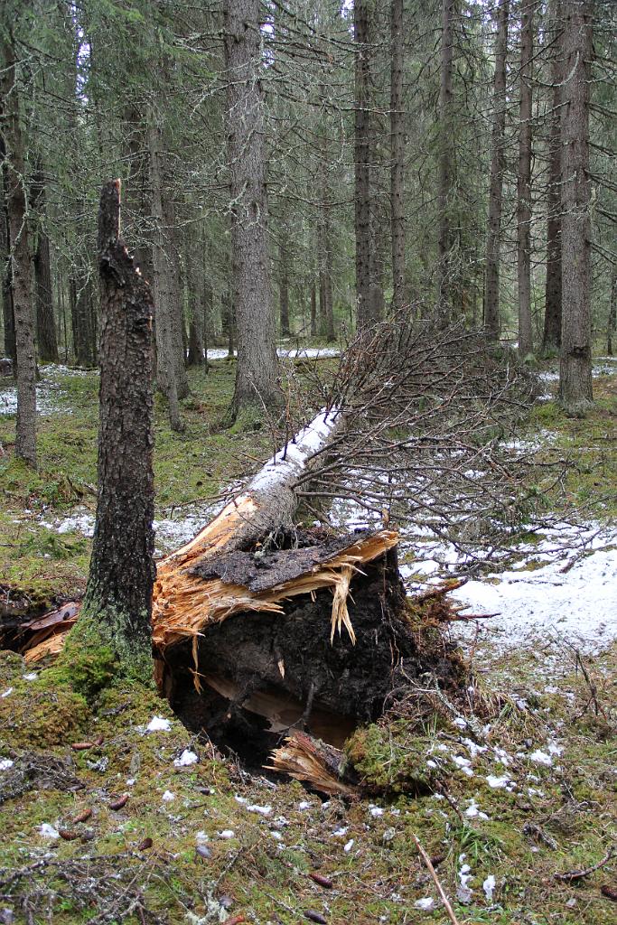 IMG_0022.JPG - Ytterligare vindfällor, men här är det en halvrutten torrgran som åkt...