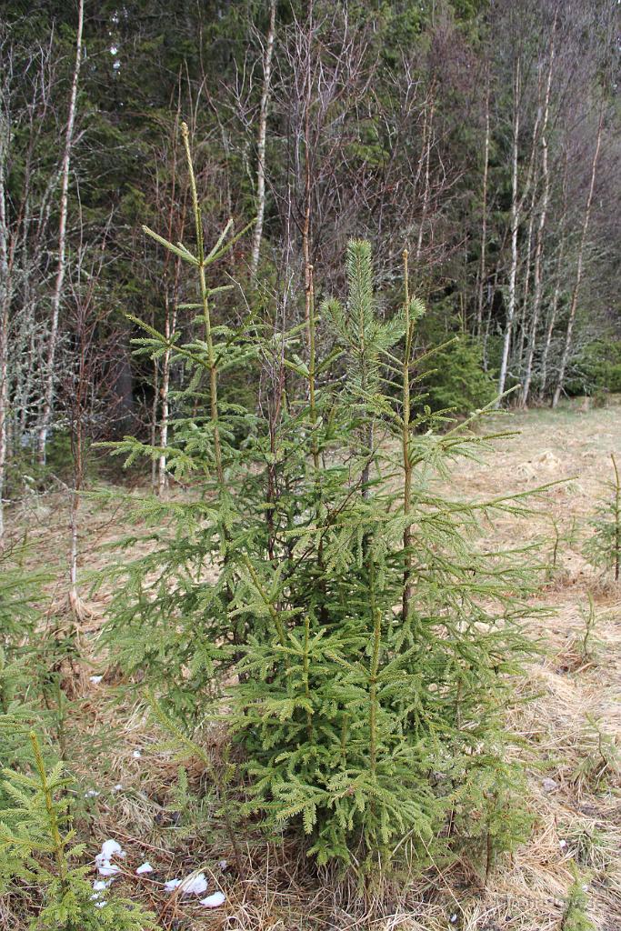 IMG_0028.JPG - På bara några kvadratdecimeter samsas en tall med granar och björkar.. Här är det skogtrångt..