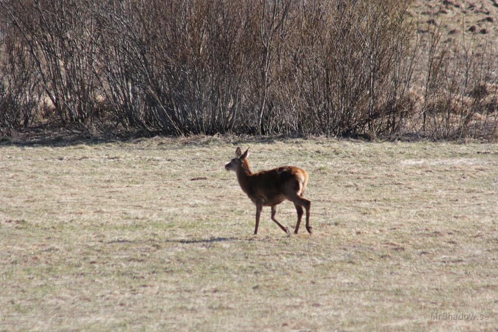 IMG_0031.JPG - En hjort är ute på vårpromenad..