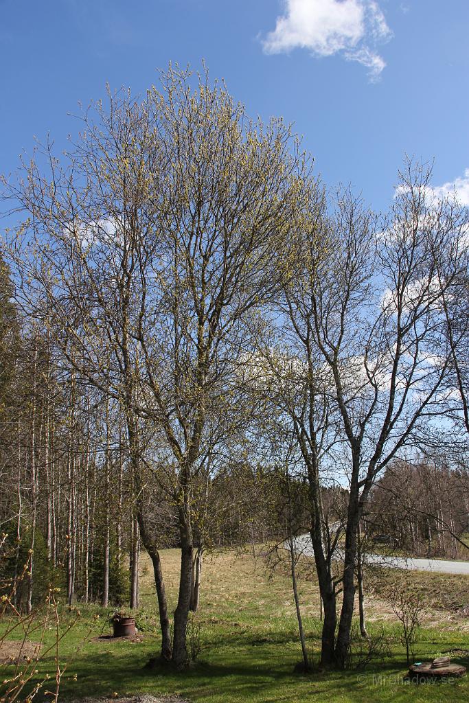 IMG_0078.JPG - 2012-05-15  Nu börjar det bli grönt i träden