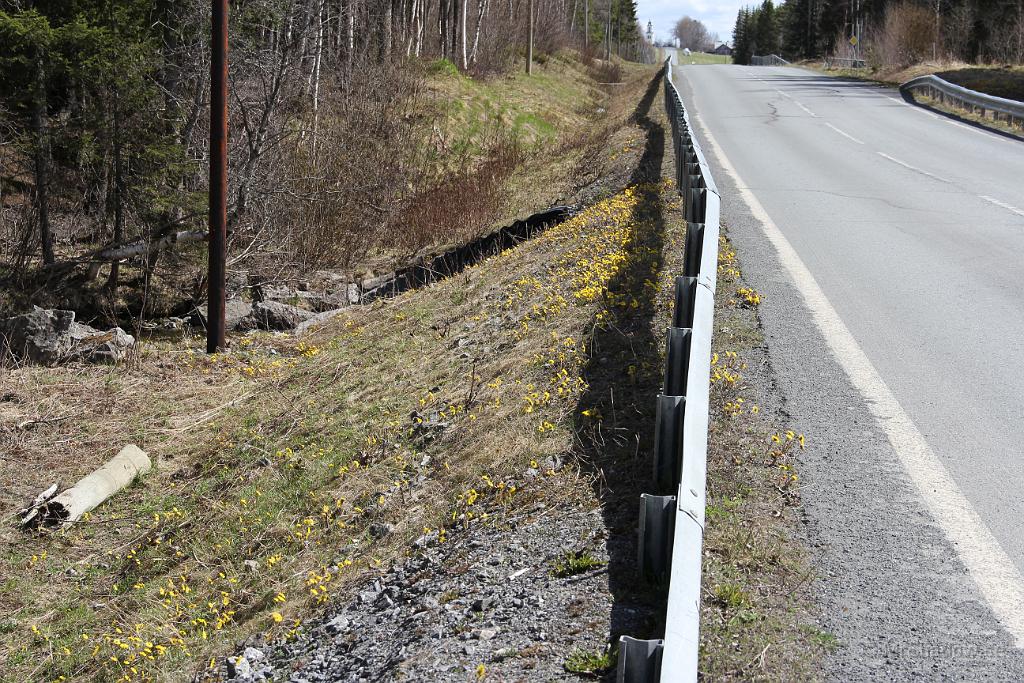 IMG_0090.JPG - En massa folkvagnar.. flåt Tussilago efter vägkanten