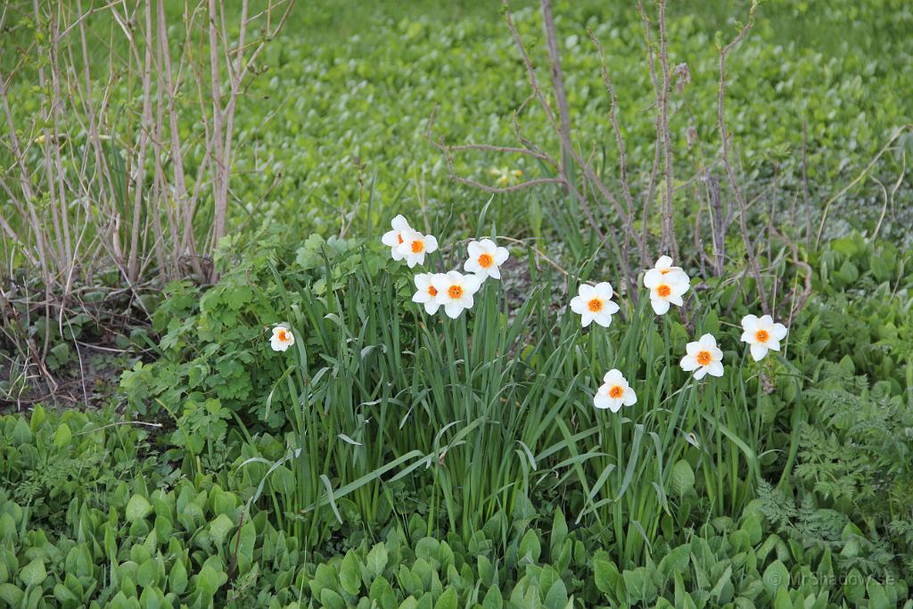 IMG_0386.JPG - Annan rabatt och andra färger
