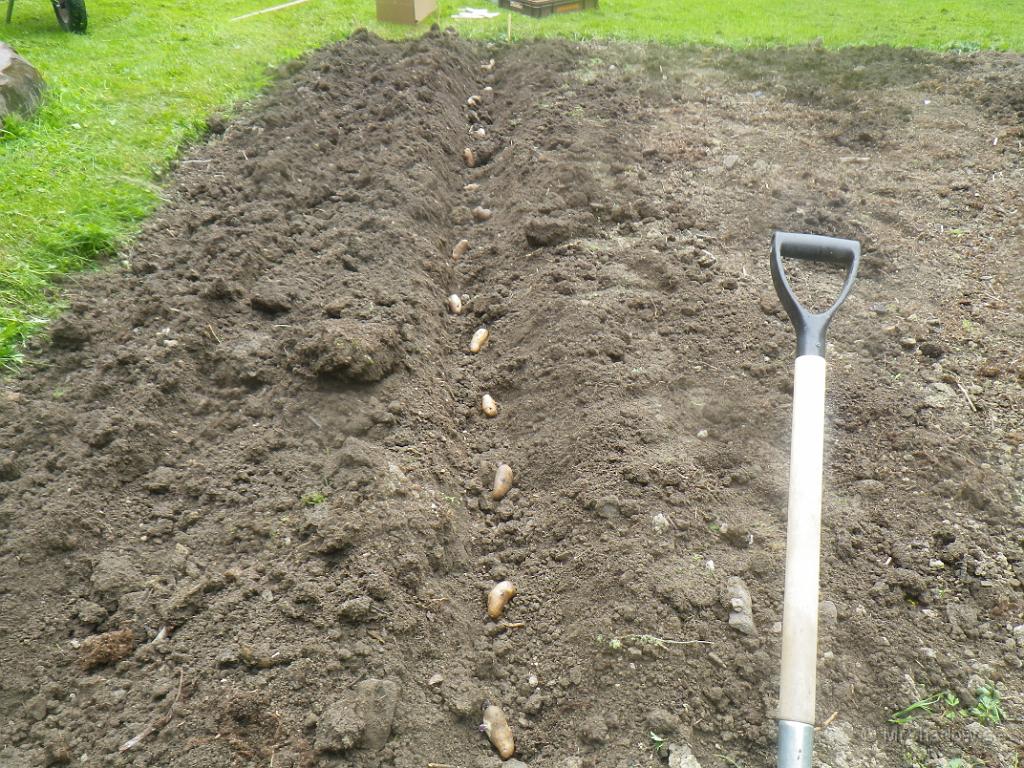 IMGP0884.JPG - Ner med lite mandelpotatis och hoppas på lite återbäring senare i höst