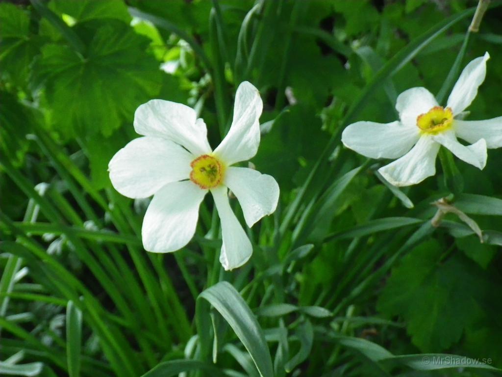 IMGP0967.JPG - Men lite vitt också, fast nu börjar de på att ha blommat ut..