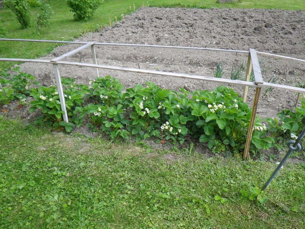 IMGP0981.JPG - Det ser verkligen ut att bli mycket jordgubbar ;-)