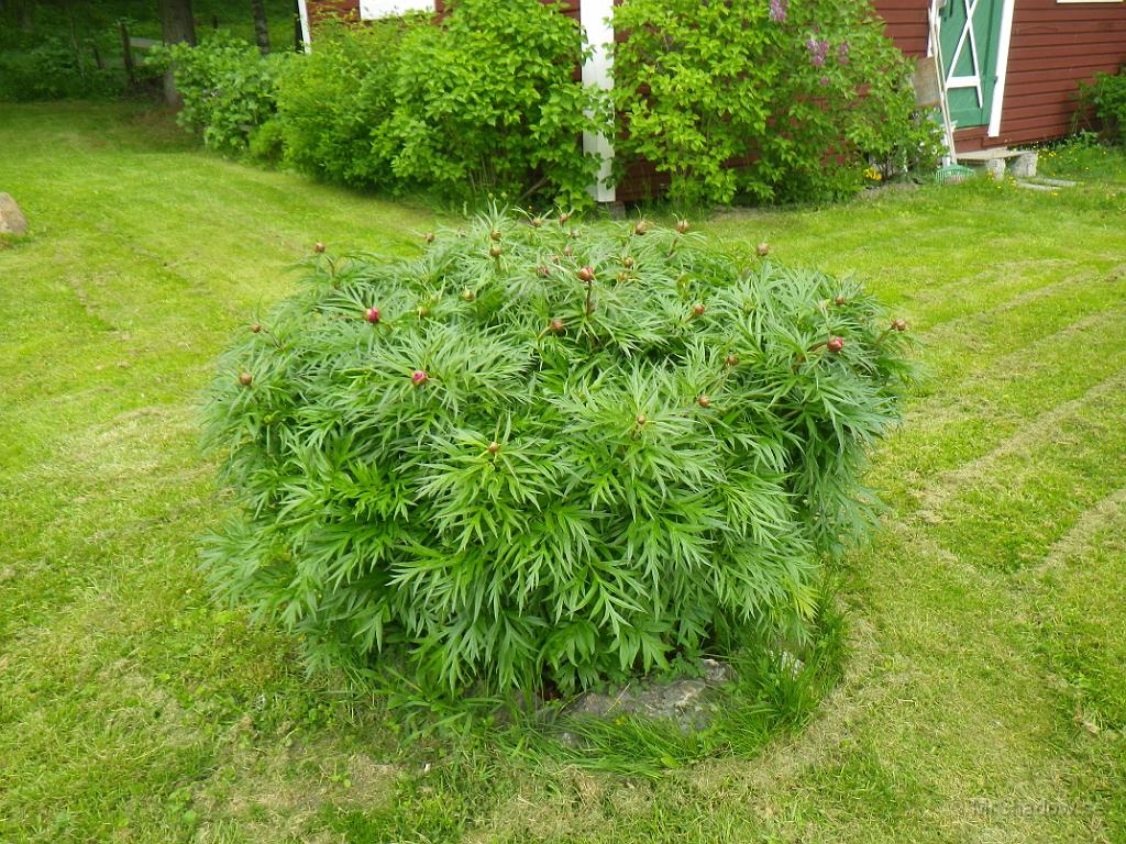 IMGP0982.JPG - Peonen är stor och fin, men ännu inga blommor..
