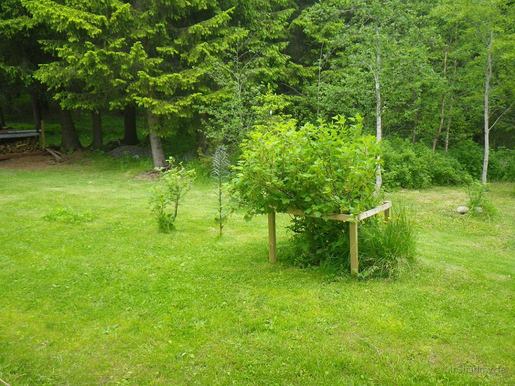 IMGP0983.JPG - Hoppas att det blir rikligt med röda vinbäri år också, men det är liite tidigt än.