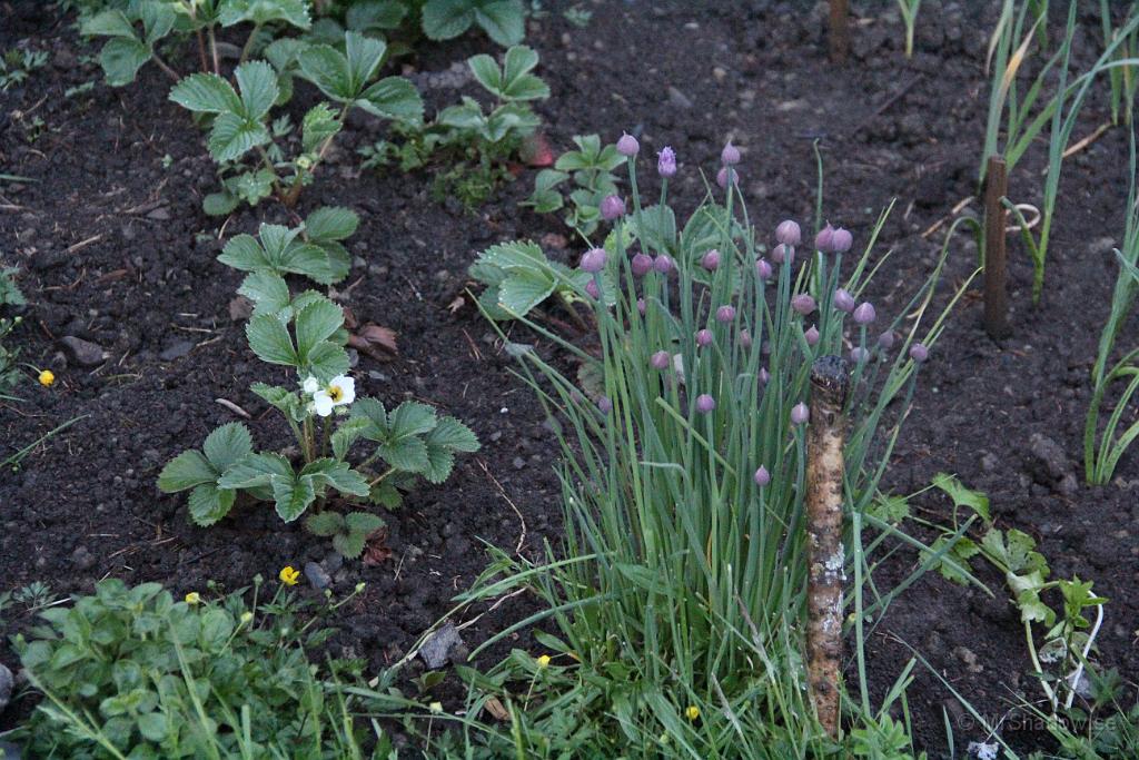 IMG_0866.JPG - Gräslöken blommar och det är också blom på jordgubbsplanten