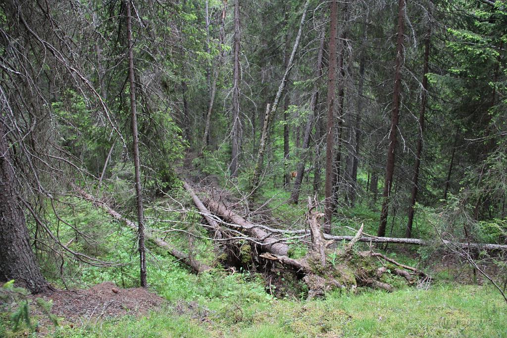 IMG_0871.JPG - 2012-06-23 Midsommardagen  Tog en liten sväng i skogen norrut..  Det har rasat lite fler träd i vinter. Den stora granen har dock legat något år..