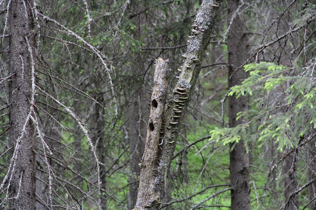 IMG_0872.JPG - Nu är det ju inte allt som rasar omkull, utan en del blir också höghus för småfågel..
