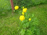 IMGP0883