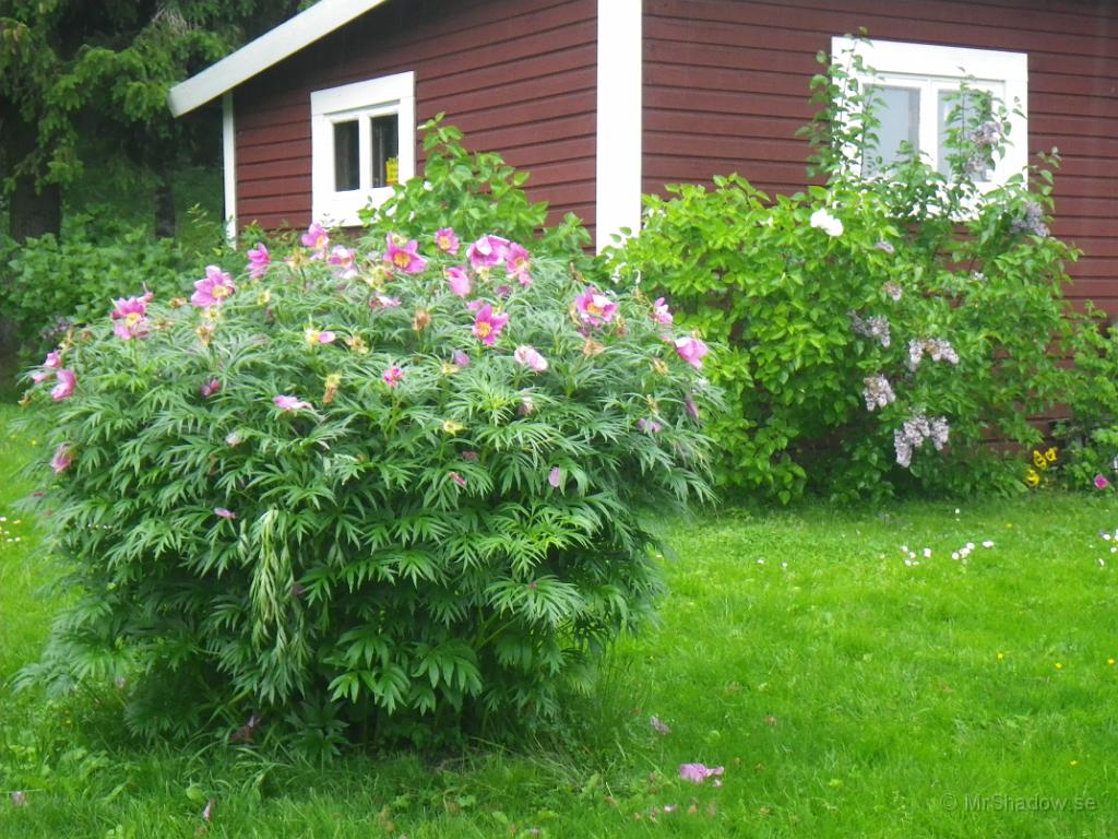 IMGP1096.JPG - 2012-07-07   Det har hänt mycket på två veckor... Peonen har redan blommat ut.