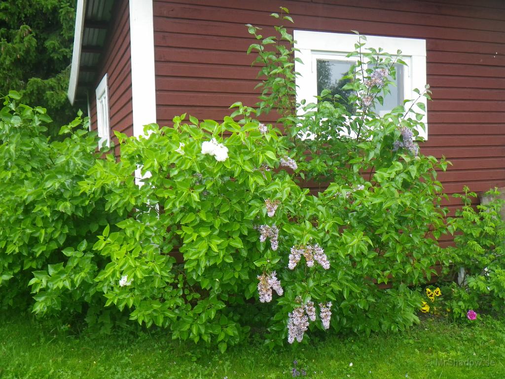 IMGP1097.JPG - Även syrenen börjar att ha blommat ut..