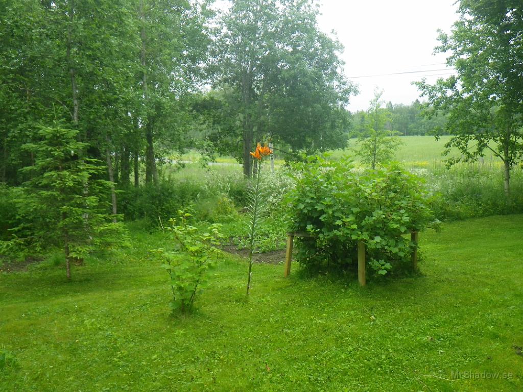 IMGP1099.JPG - Det grönskar i vart fall riktigt bra..
