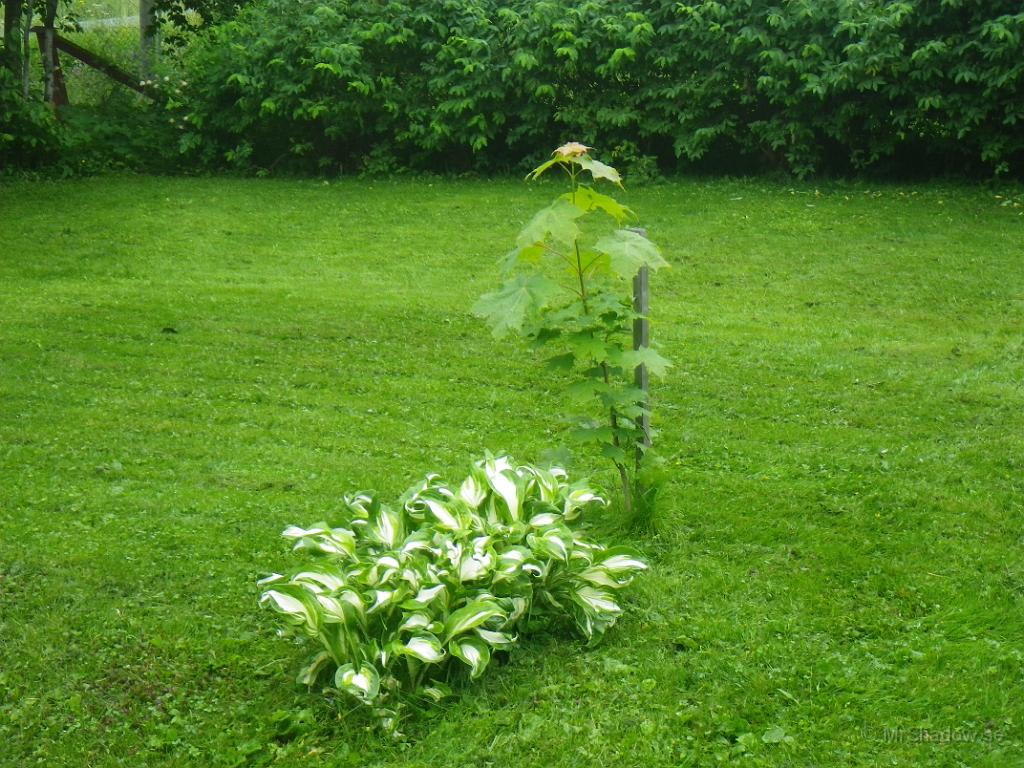 IMGP1103.JPG - Lönnen har satt fart ordentligt denna sommar.