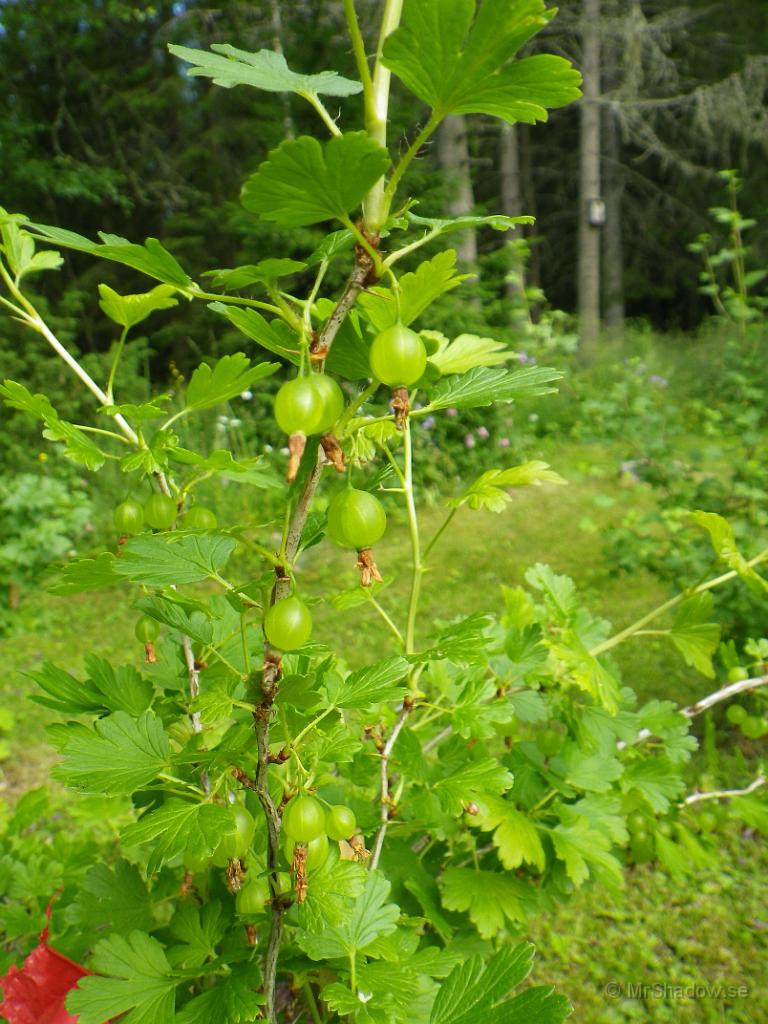 IMGP1127.jpg - I år blir det nog en del krusbär på den lilla busken..