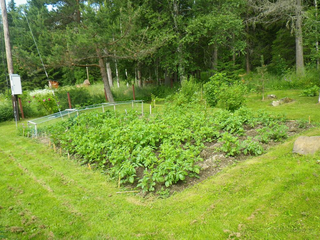 IMGP1128.JPG - Potatisblasten ser även den fin ut i år..