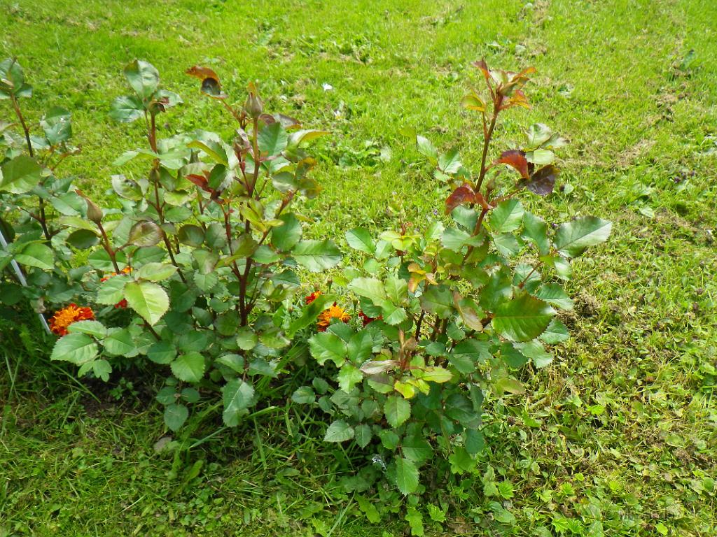 IMGP1129.JPG - Äntligen börjar det vara små knoppar på rosenbuskarna :-)
