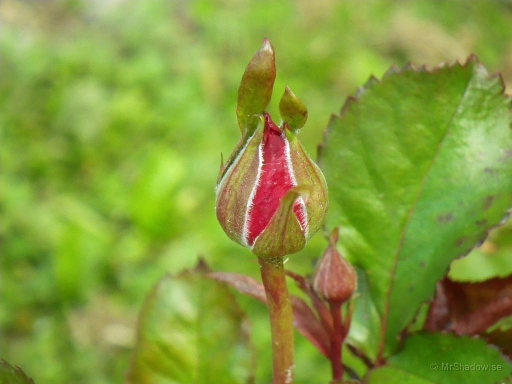 IMGP1131.JPG - Det där kan nog bli en riktigt fin blomma så småningom..