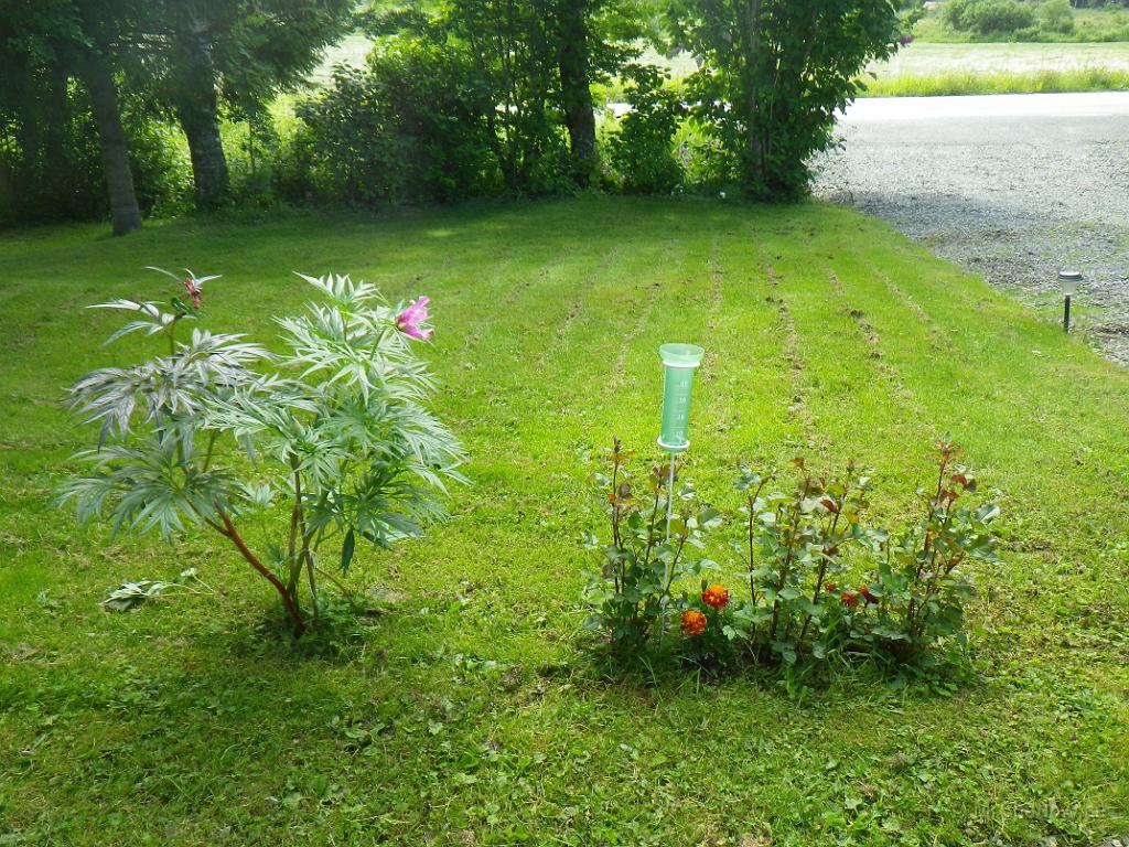 IMGP1132.JPG - Peonen har blommat ut, men snart är det ju blommor på rosorna. Så är det ju lite andra blommor också..