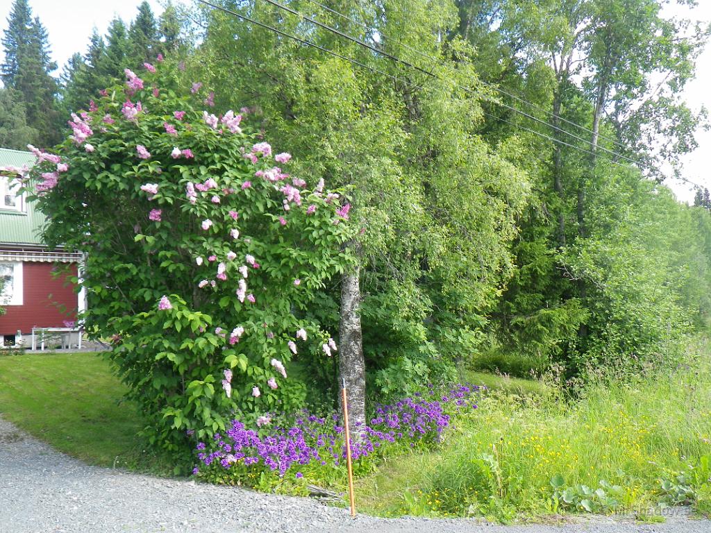 IMGP1133.JPG - Det ser lite vildvuxet ut, men samtidigt fint med grönt, gult, blått och lila