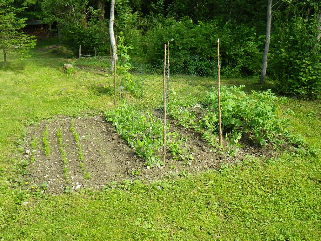 IMGP1134.JPG - I lilla trädgårdslandet så är det bara potatisen som tagit sig ordentligt.