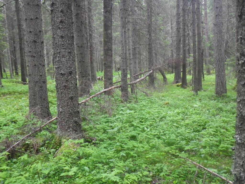 IMGP1169.JPG - Det är en hel del vindfällen som man bör ta bort så det ser liite mer städat ut..