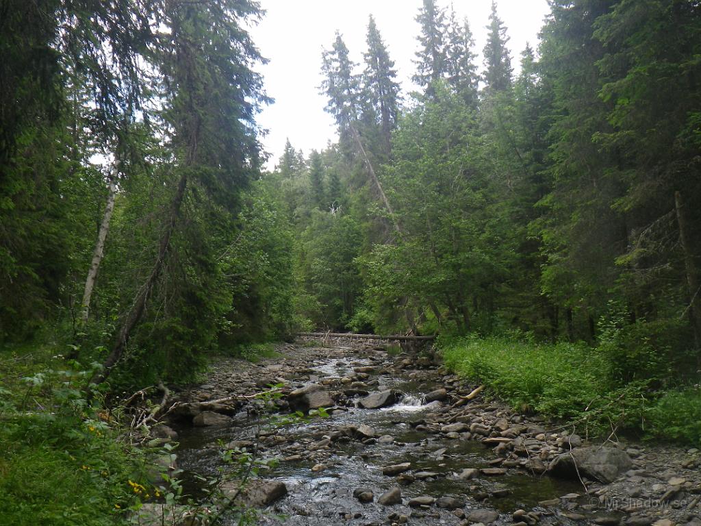 IMGP1171.JPG - Sommer och grönt vid "The Creek" i Åringsån