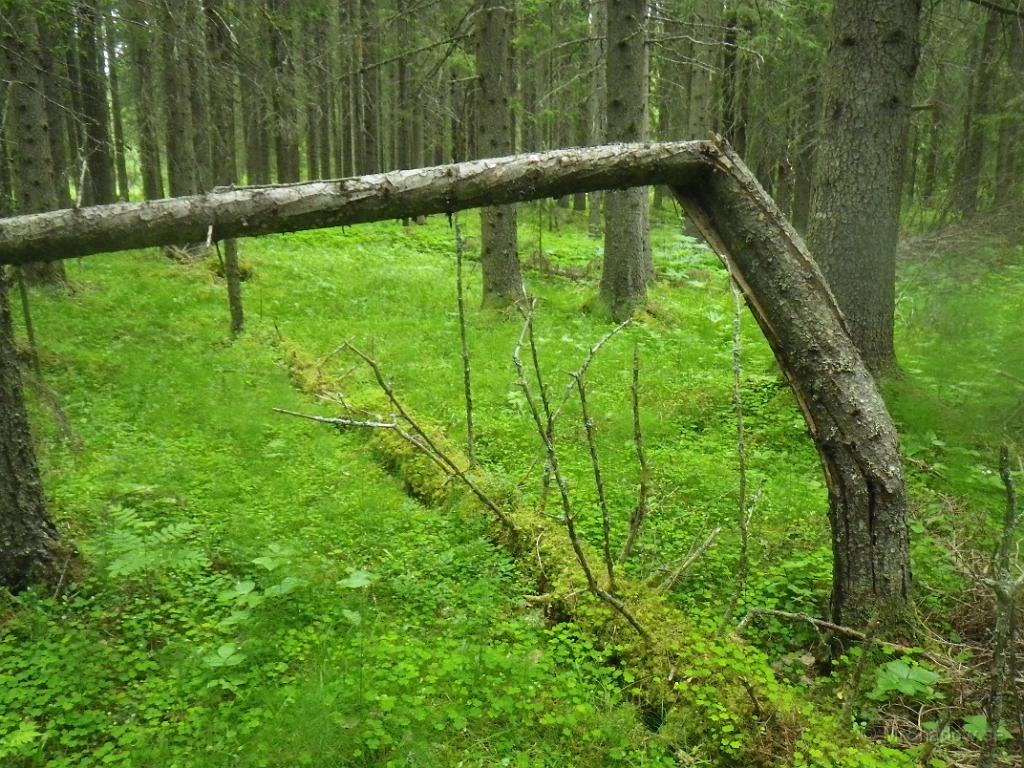 IMGP1173.JPG - Det är lite krafter i gång när ett träd knäcks så där..