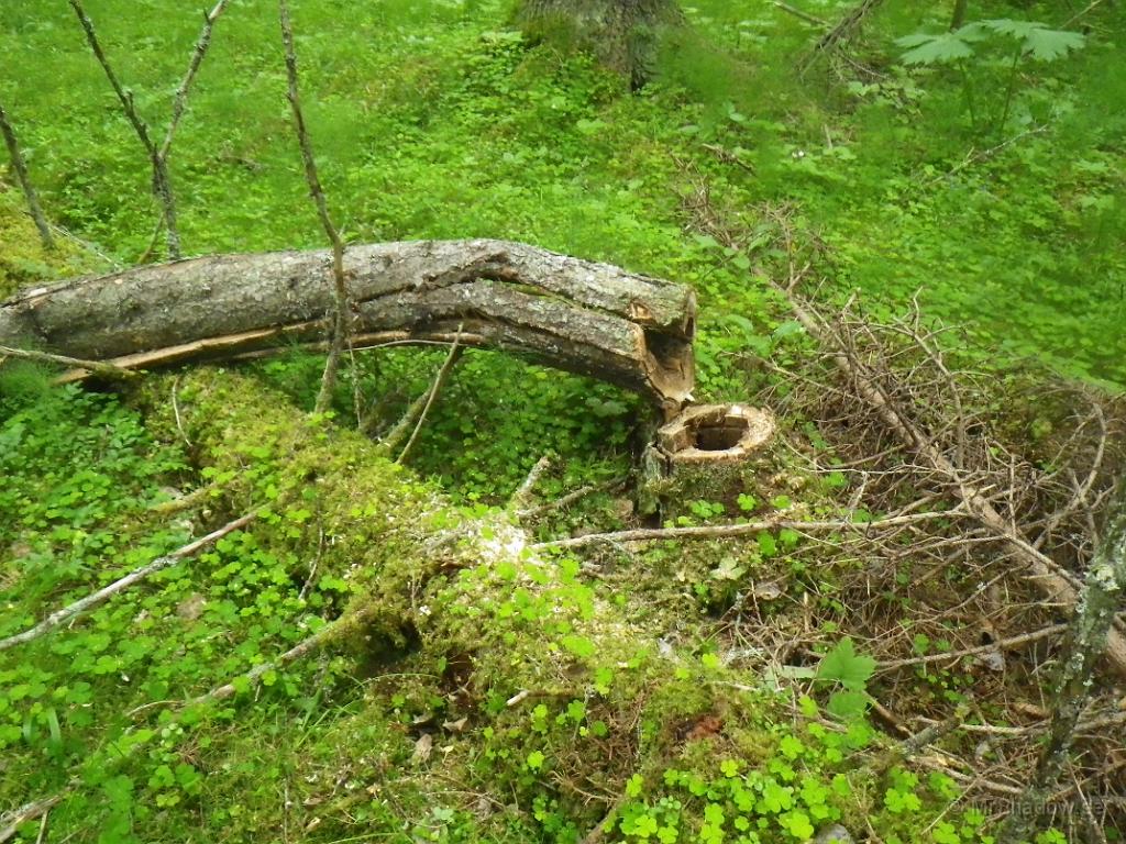 IMGP1174.JPG - Men vid närmare studier efter riktig fällning, så förstår man varför det blivit som det blivit..