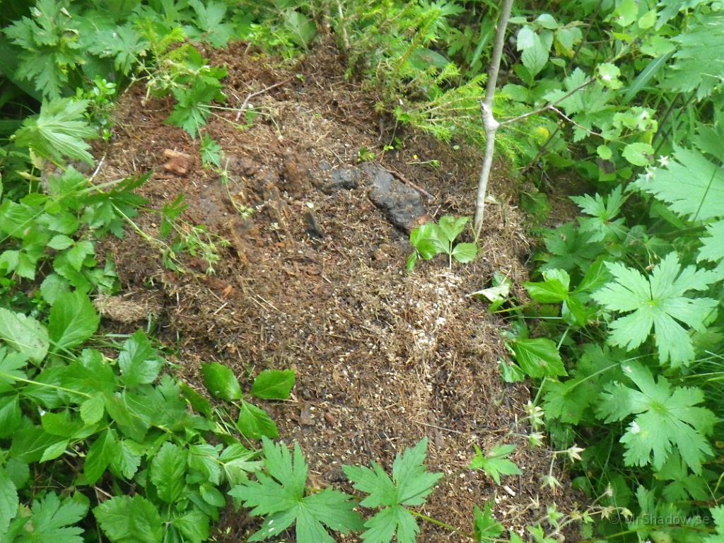 IMGP1175.JPG - Någon har hälsat på i myrstacken och även lämnat ett "visitkort"..