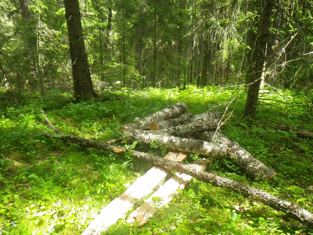 IMGP1179.JPG - En björk som rasat och är på väg till vedboden..