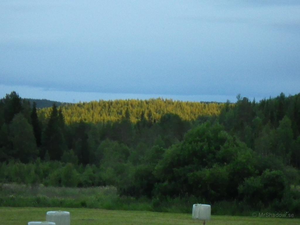 IMGP1182.JPG - Eftermiddagssol.. över skogen mot söder.