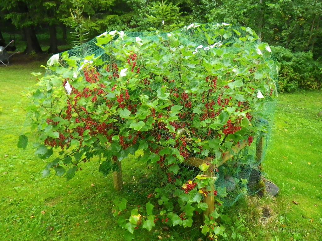 IMGP1371.JPG - Lika bra att ha nät över bärbuskarna, så man kan få behålla bären...