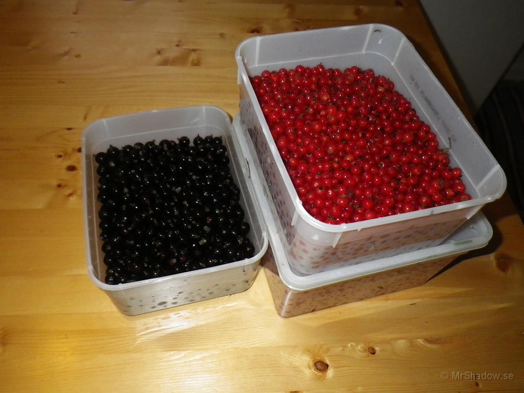 IMGP1397.JPG - Årets första skörd.. Lite mer än en liter svarta och ca 3 liter röda vinbär.Gott att ha till vintern