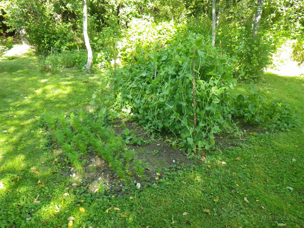 IMGP1404.JPG - Det lilla trädgårdslandet verkar inte speciellt produktivt denna sommar..