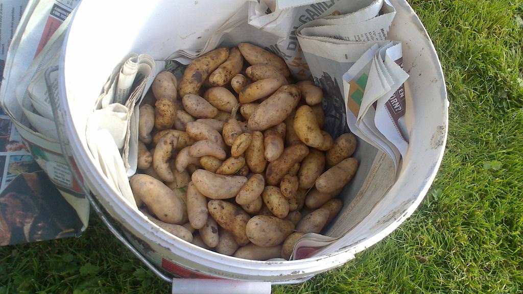 DSC_0027.jpg - Även i år blev det dåligt med mandelpotatis.. Stordelen var sjuka...