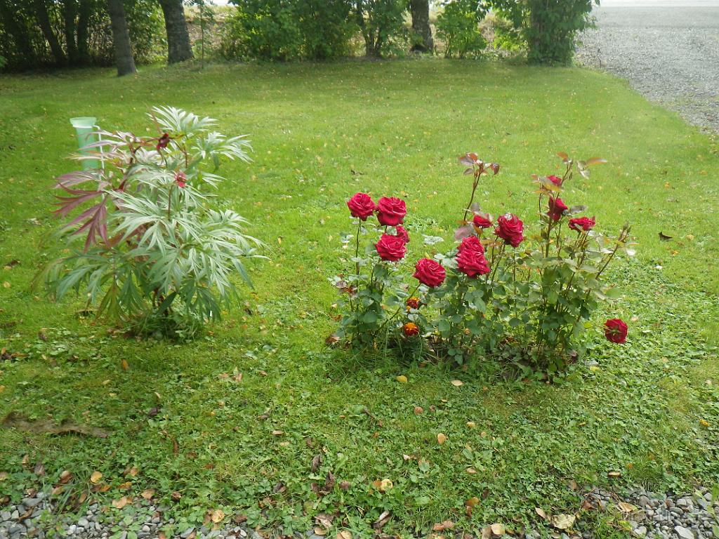 IMGP1442.JPG - 2012-09-08 Peonen har blommat ut, men inte rosorna..