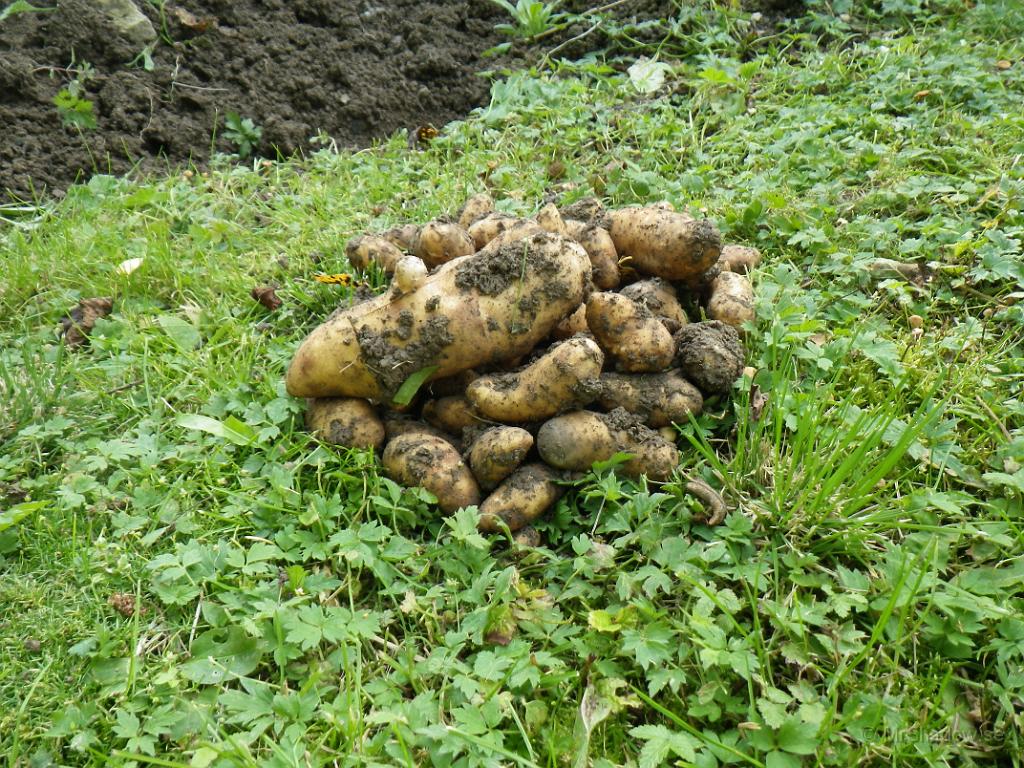 IMGP1448.JPG - Det blev även en del mandelpotatis, men det var inte så mycket som man hoppats på.