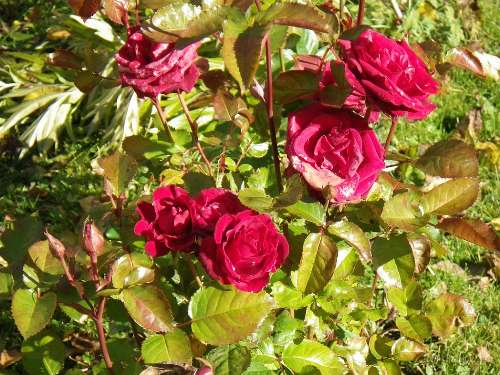 IMGP1532.JPG - Och så mina rosor, men nu är det betydligt fler som är utblommade..