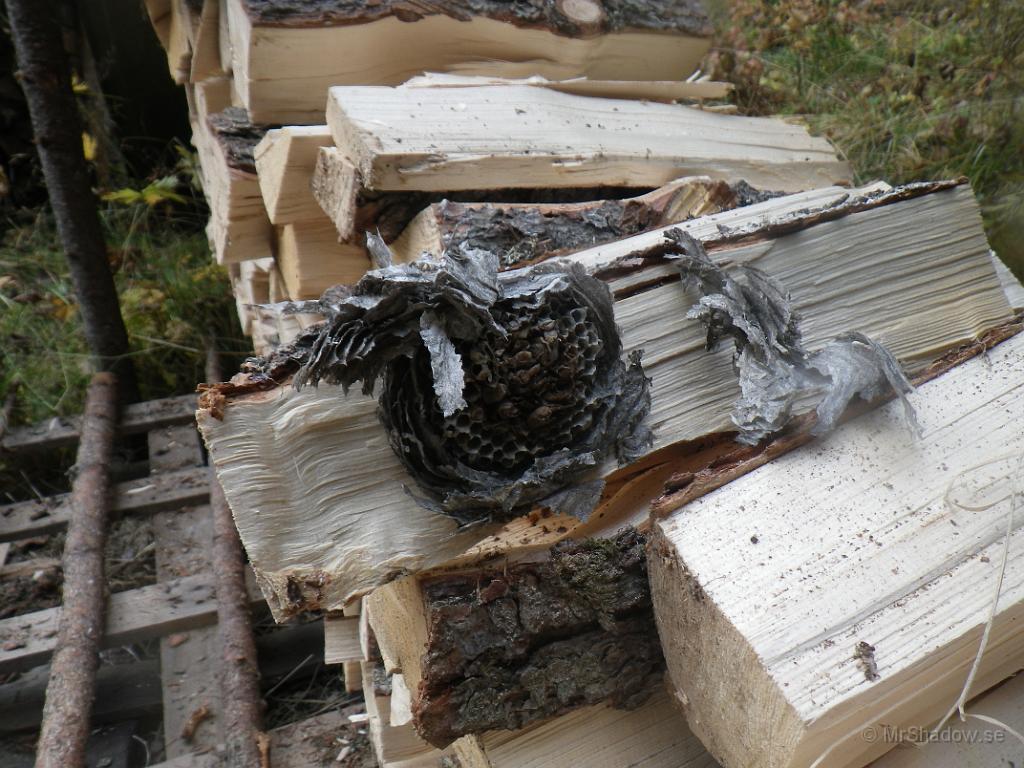 IMGP1535.JPG - Konstaterat tidigare i sommar att det var en del getingar runt vedupplaget.. Väntade också bara på att finna ett getingbo.. Tur det är så kallt att getingarna själva redan flytt fältet..