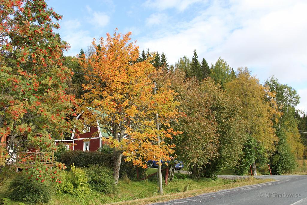 IMG_2351.JPG - Rönnarna hos grannen, eller i vart fall den ena rönnen, har blivit gul och börjat tappa blad.