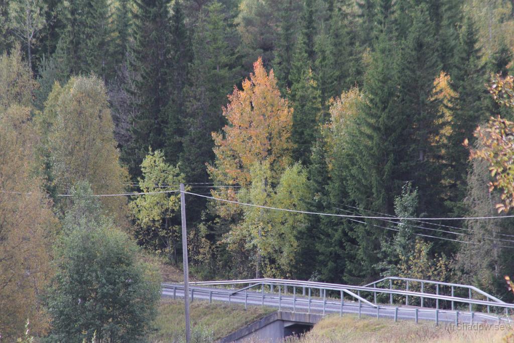IMG_2354.JPG - Den där aspen brukar vara en av dem som varje år skiftar i rött.