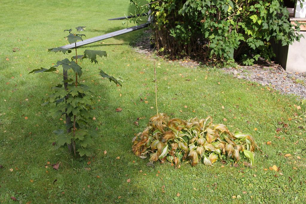 IMG_2355.JPG - Lönnen är fortfarande helt grön, men blommorna har börjat vissna ner helt..