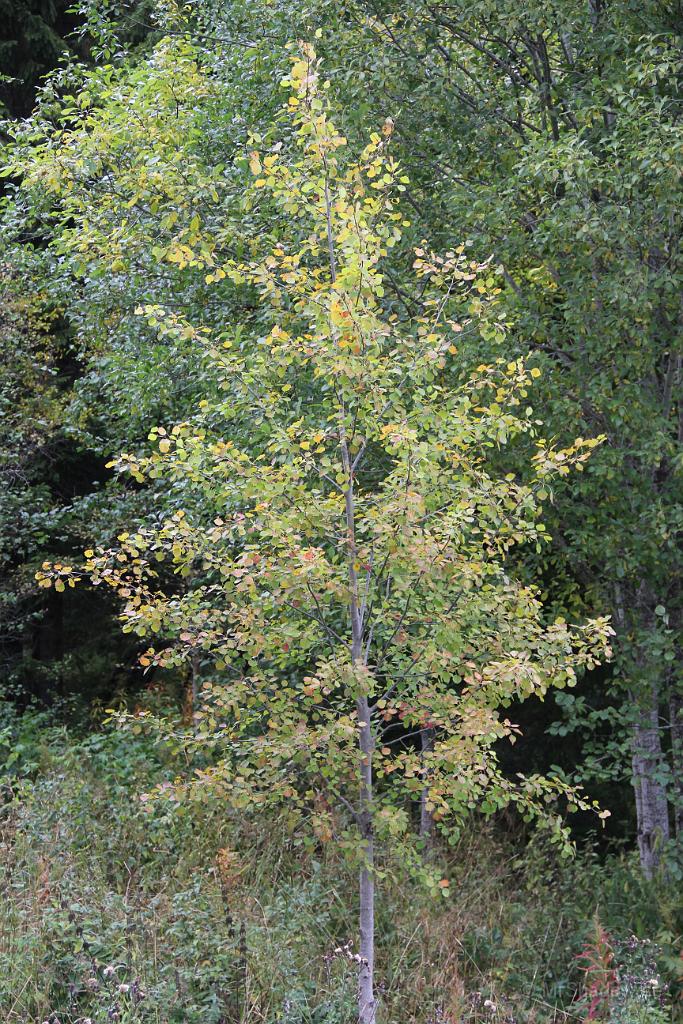 IMG_2370.JPG - Den där lilla aspen börjar få lite gula blad..