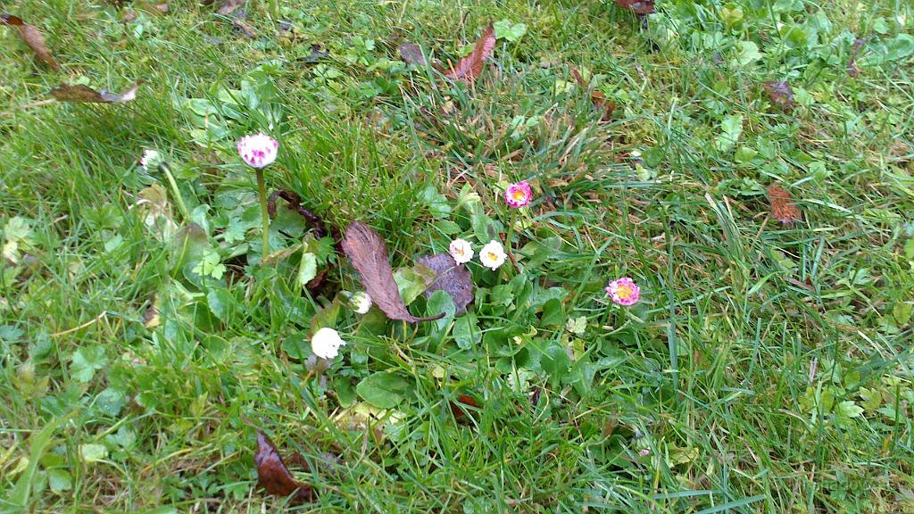 DSC_0041.jpg - Det har varit ett flertal frostnätter, men en del blommor verka tåla det.