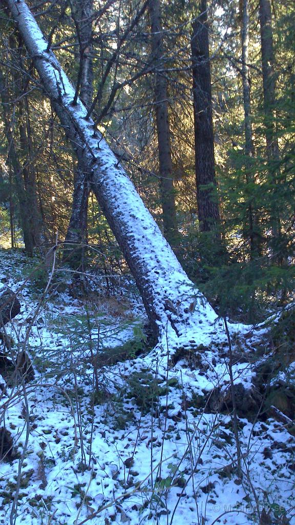 DSC_0059.jpg - Inte säkert helt enkel att få ner..
