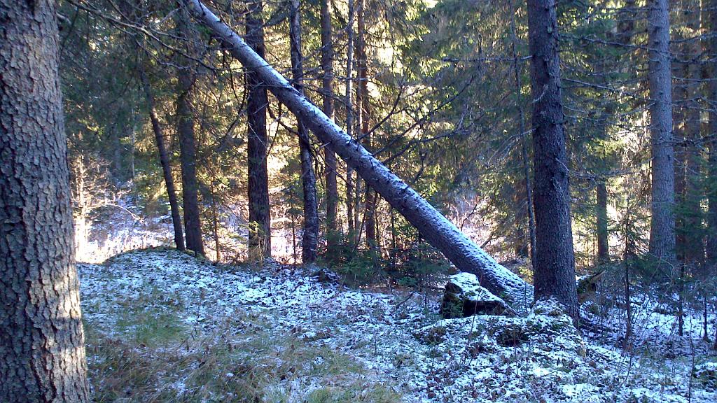 DSC_0060.jpg - Tråkiga är att det går en stig under den hängande vedhögen.