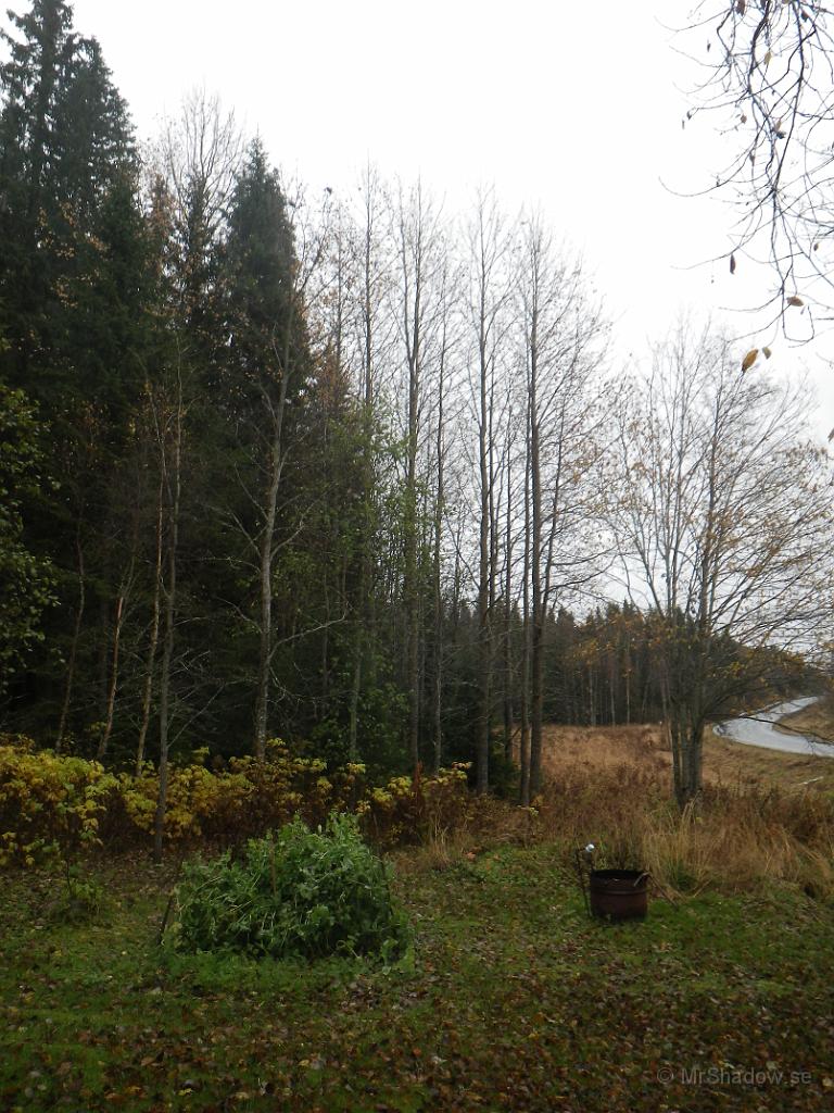 IMGP1548.jpg - 2012-10-08  Nu har allt löv farit av träden.. Oj vad det blev kalt.  Nu ÄR det höst..