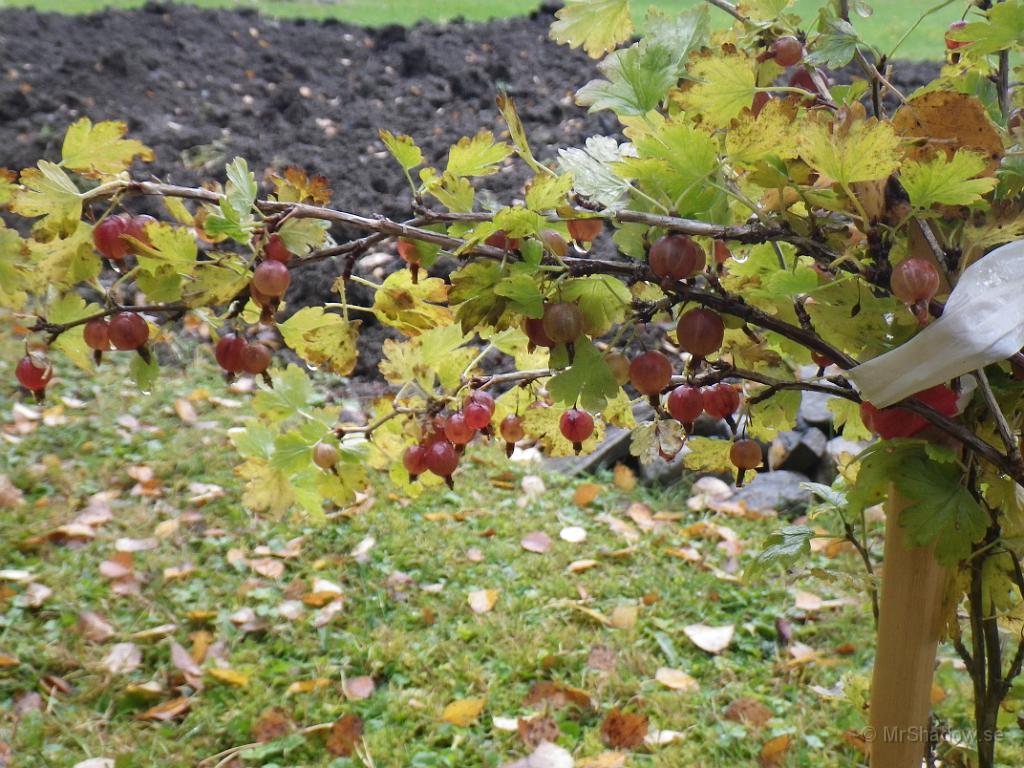 IMGP1551.JPG - Men nu är det dags att skörda krusbären :-)